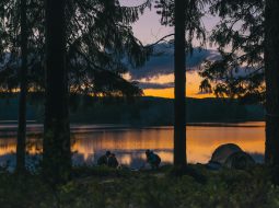 Green Under the Stars Practicing Eco-Friendly Camping Habits